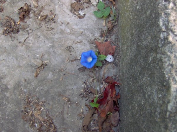 Picture of a single small blue Morning Glory flower on a vine growing across flat stones at the base of a concrete step.